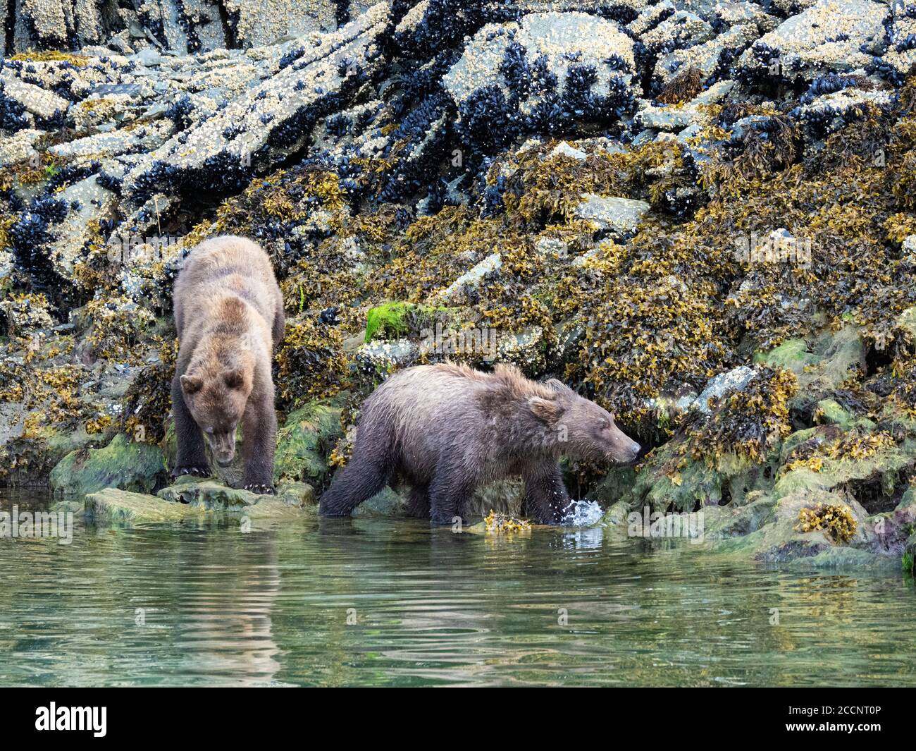 Un par de osos pardos hermanos jóvenes, Ursus arctos, en Geographic Harbor, Parque Nacional Katmai, Alaska, EE.UU. Foto de stock