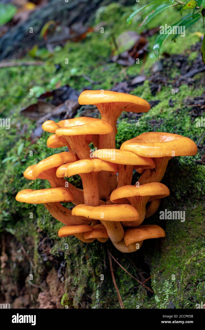 Jack-o'Lantern Mushroom (Omphalotus illudens) - Bosque Nacional Pisgah, Brevard, Carolina del Norte, EE.UU Foto de stock