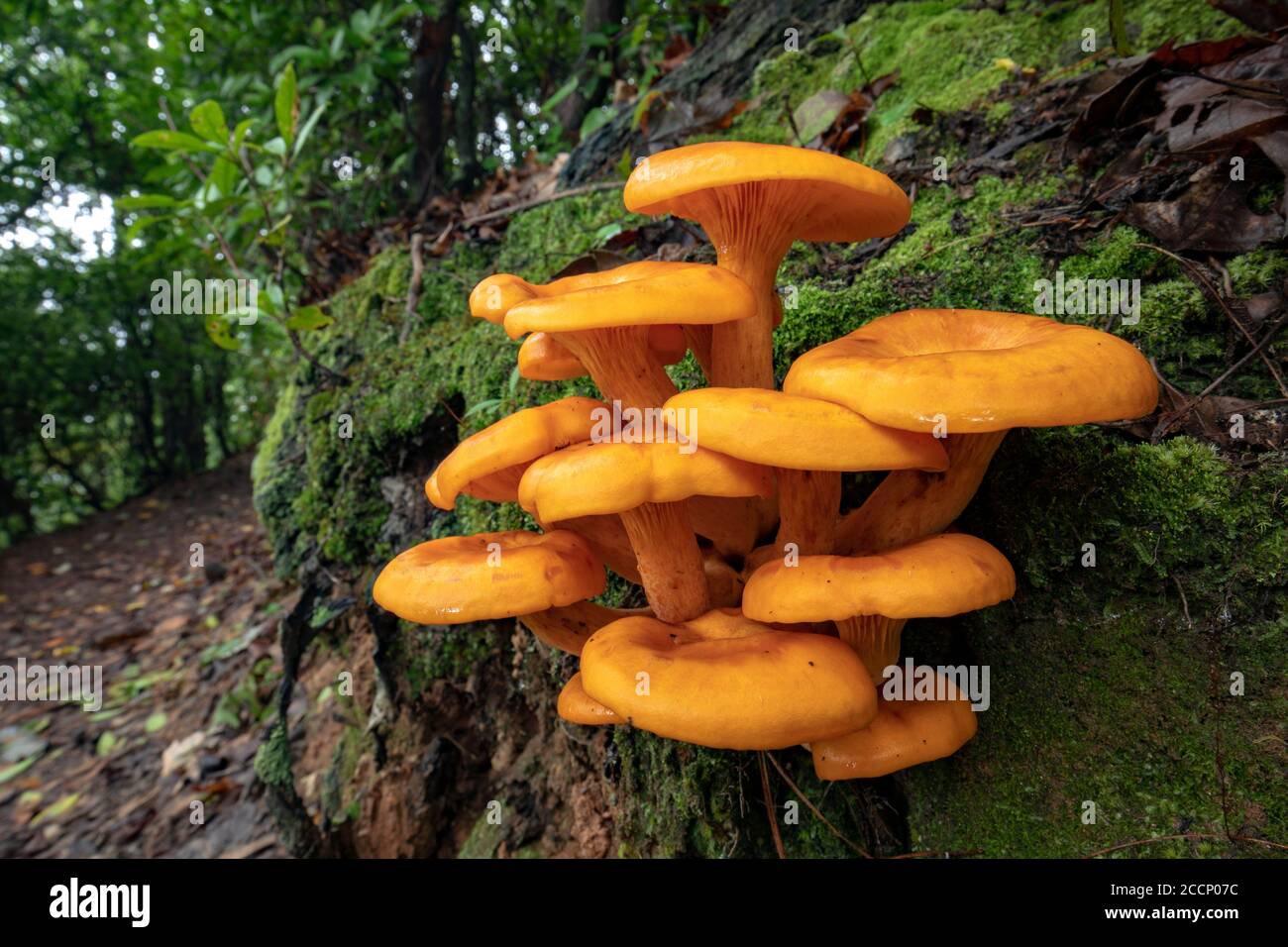 Jack-o'Lantern Mushroom (Omphalotus illudens) - Bosque Nacional Pisgah, Brevard, Carolina del Norte, EE.UU Foto de stock