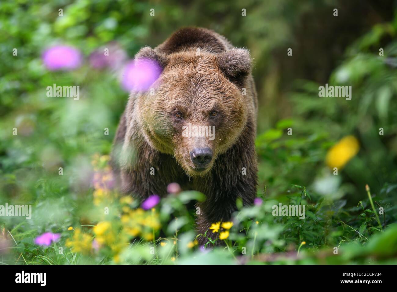 Oso pardo adulto salvaje ( Ursus arctos ) en el bosque de verano. Animal peligroso en la naturaleza. Escena de la vida silvestre Foto de stock