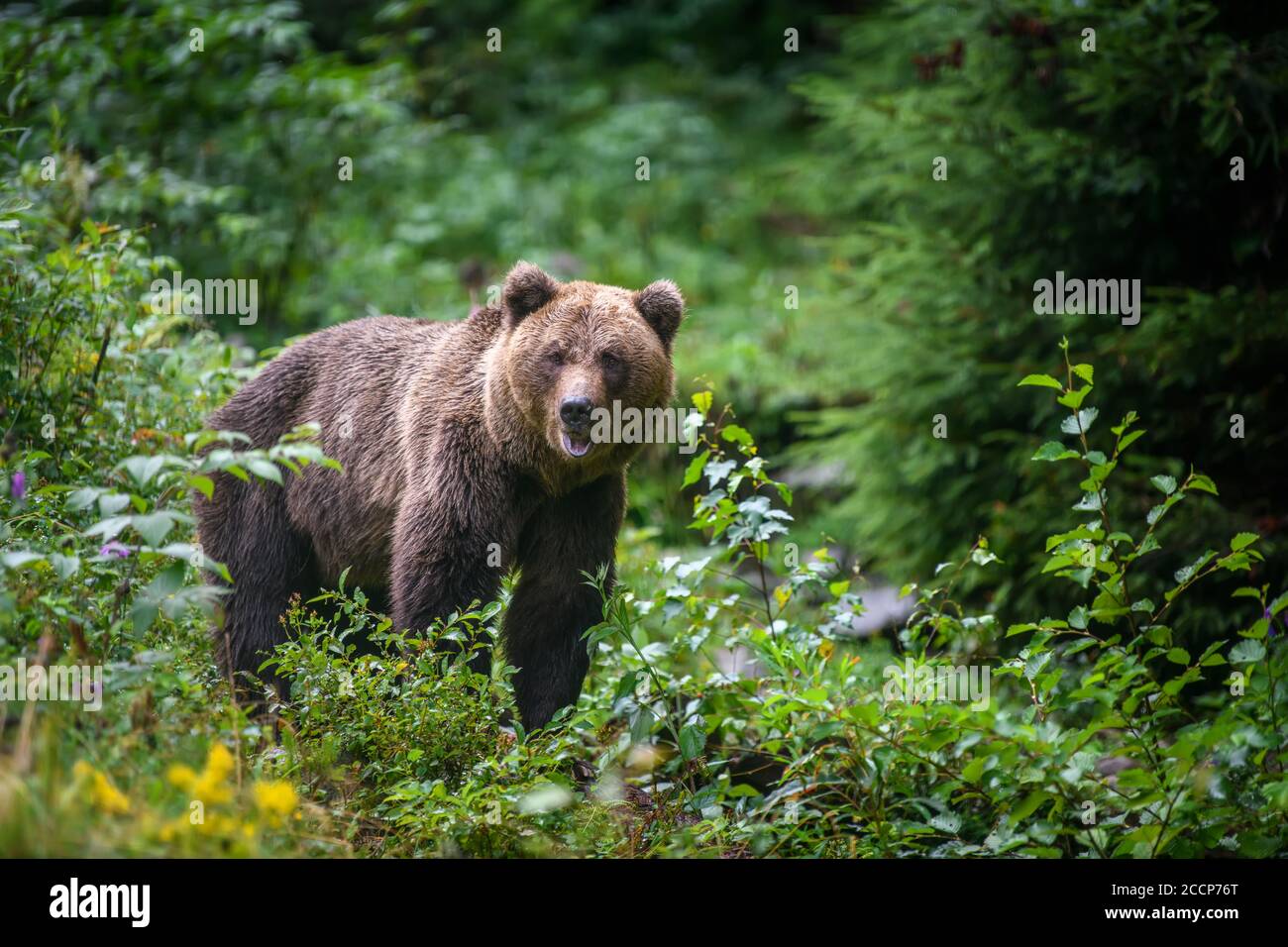 Oso pardo adulto salvaje ( Ursus arctos ) en el bosque de verano. Animal peligroso en la naturaleza. Escena de la vida silvestre Foto de stock