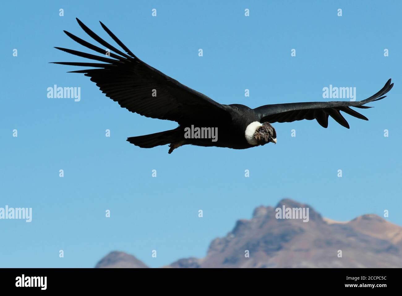 Cóndor Andino (Vultur gryphus) Foto de stock