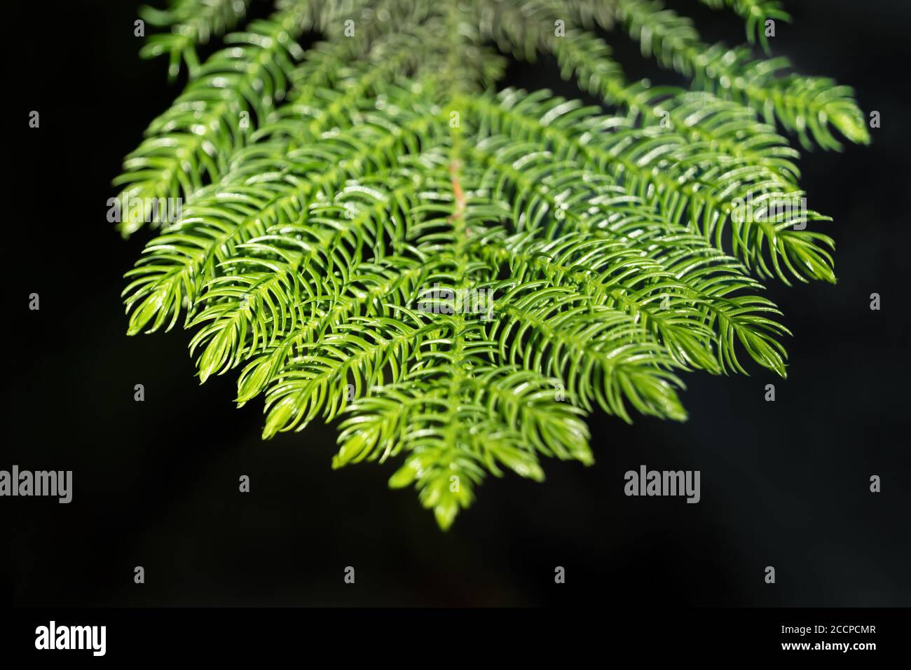 Araucaria heterophylla Rama de pino Norfolk con agujas macro, planta vascular, familia de coníferas Araucariaceae, región: Isla Norfolk Foto de stock