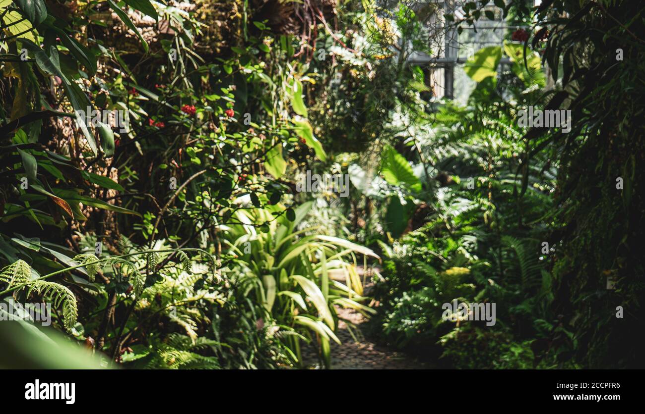 Plantas bio diversas en el invernadero de un jardín botánico exuberante de la selva tropical. Foto de stock