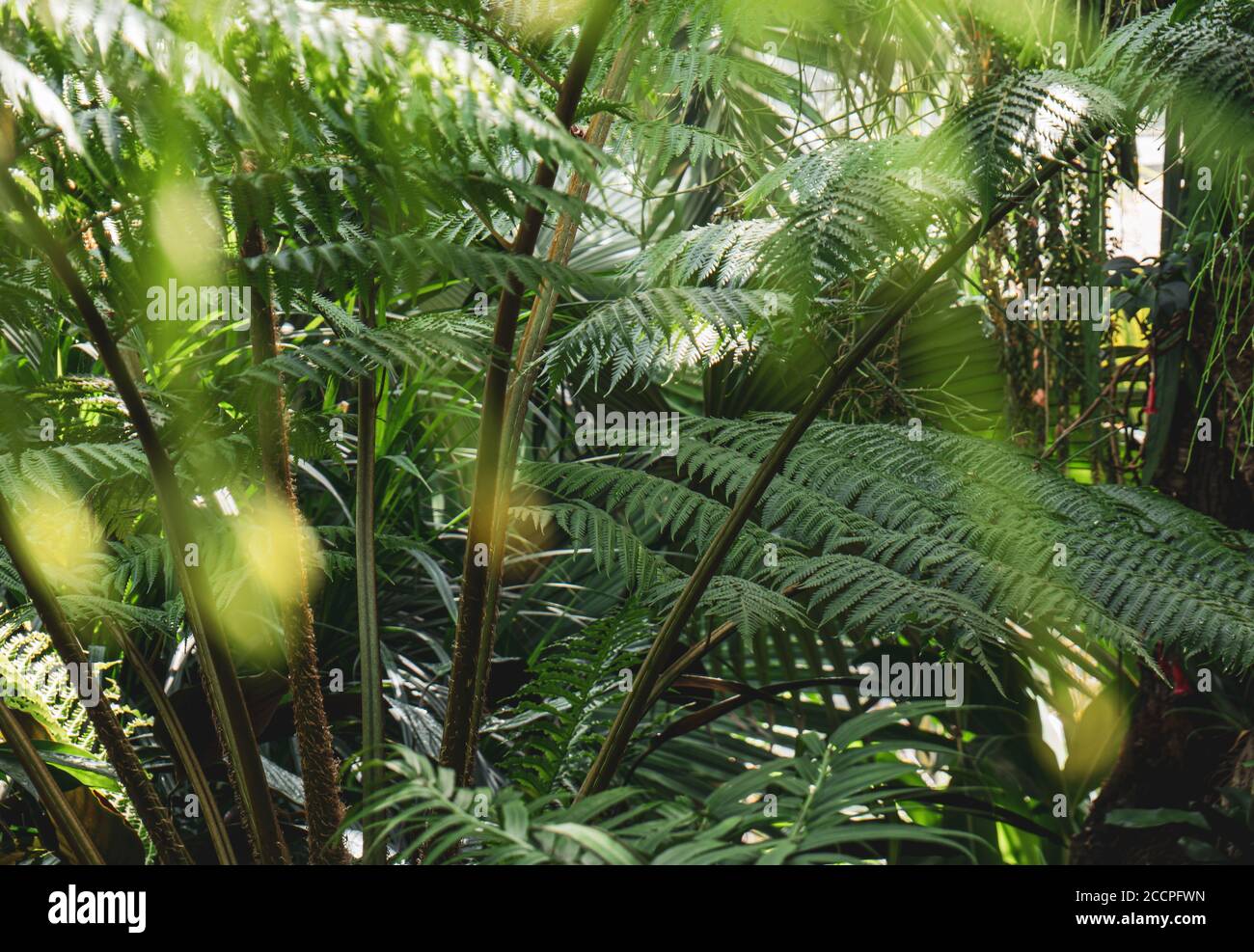 Plantas bio diversas en el invernadero de un jardín botánico exuberante de la selva tropical. Foto de stock