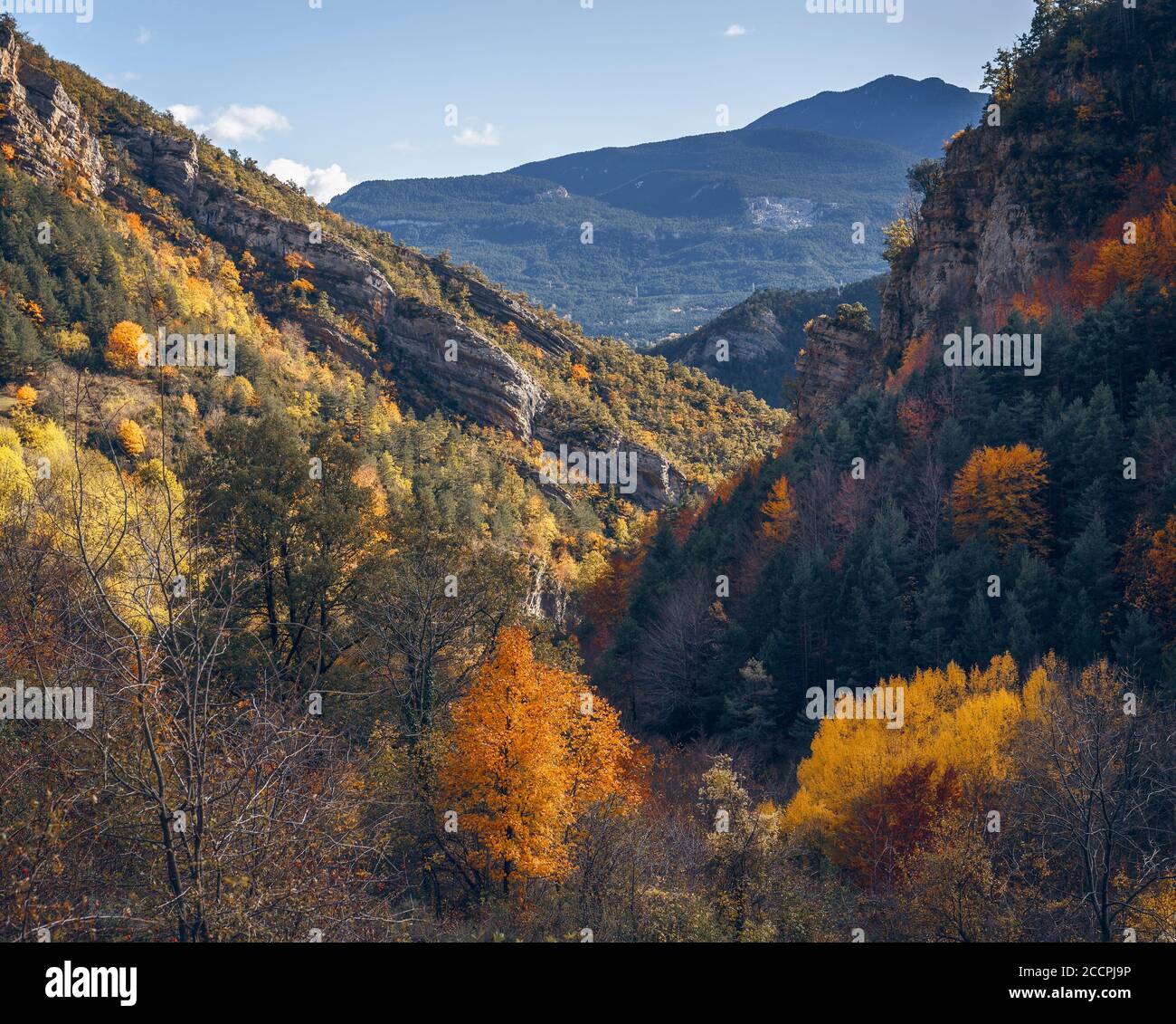Paisaje de árboles otoñales, temporada de otoño en Bergueda, Cataluña Foto de stock