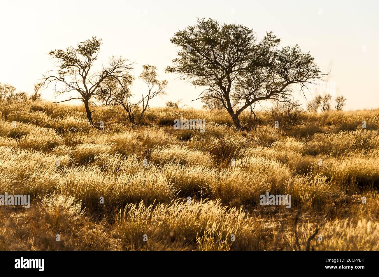 Arbusto de espinas en el desierto de Kalahari Foto de stock