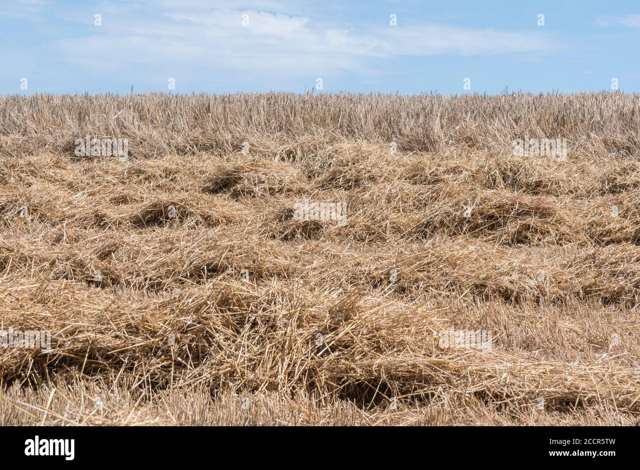 Campo de trigo del Reino Unido en medio de ser cosechado. Tallos sin cortar detrás y cosechadora paja de trigo en hileras en la parte delantera. Representa la pérdida de nutrientes en el campo. Foto de stock