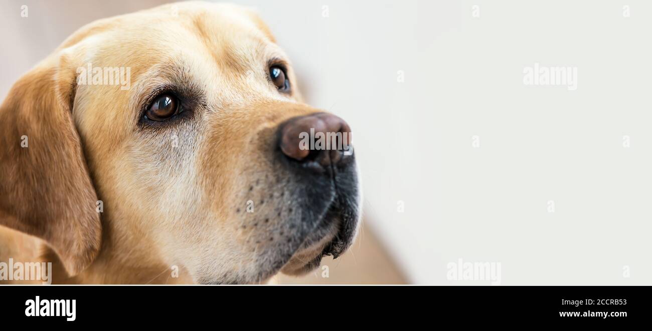 White labrador fotografías e imágenes de alta resolución - Alamy