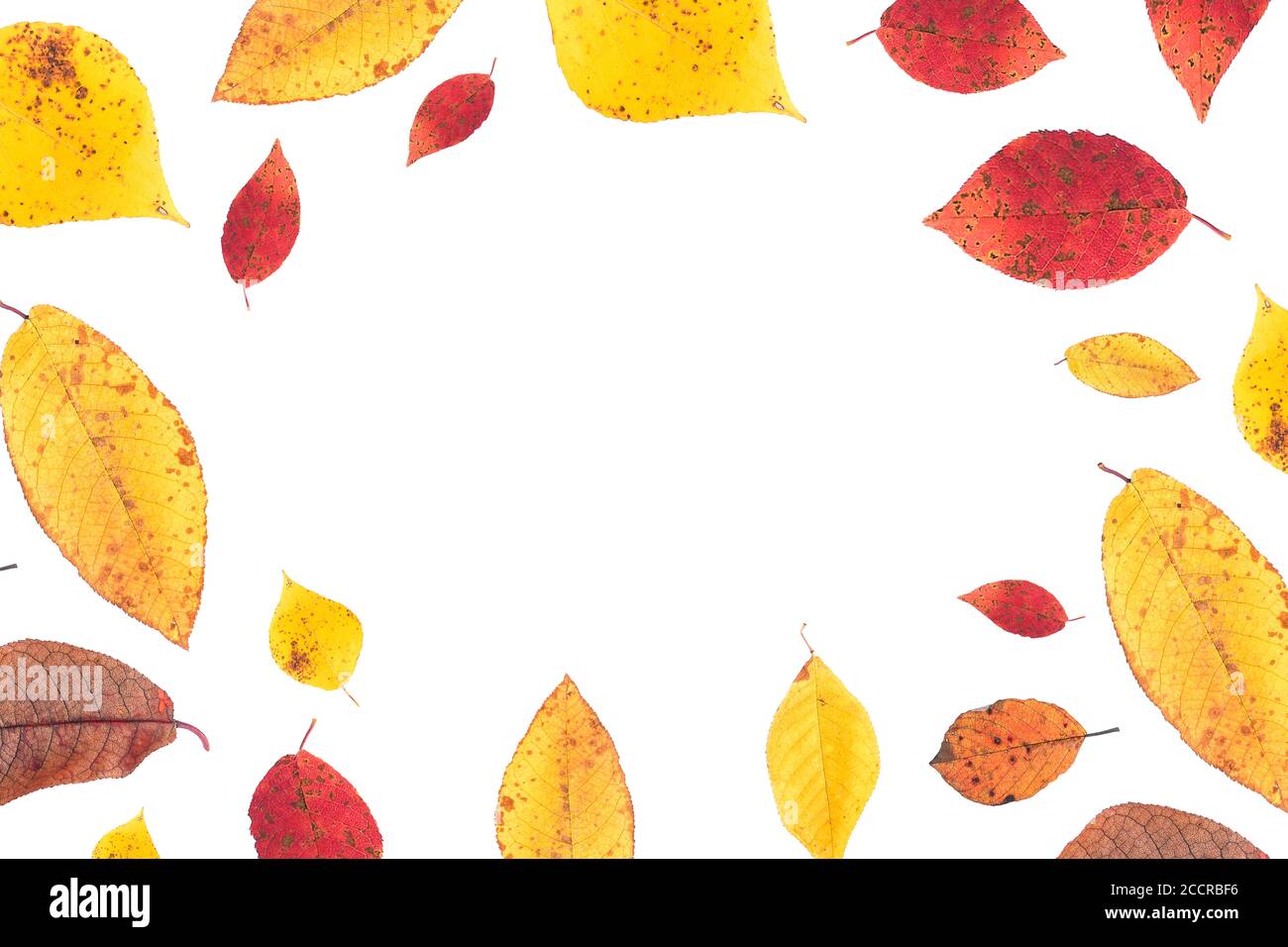 Fondo de otoño. Coloridas hojas amarillas y rojas sobre un fondo blanco con una copia del espacio. Foto de stock