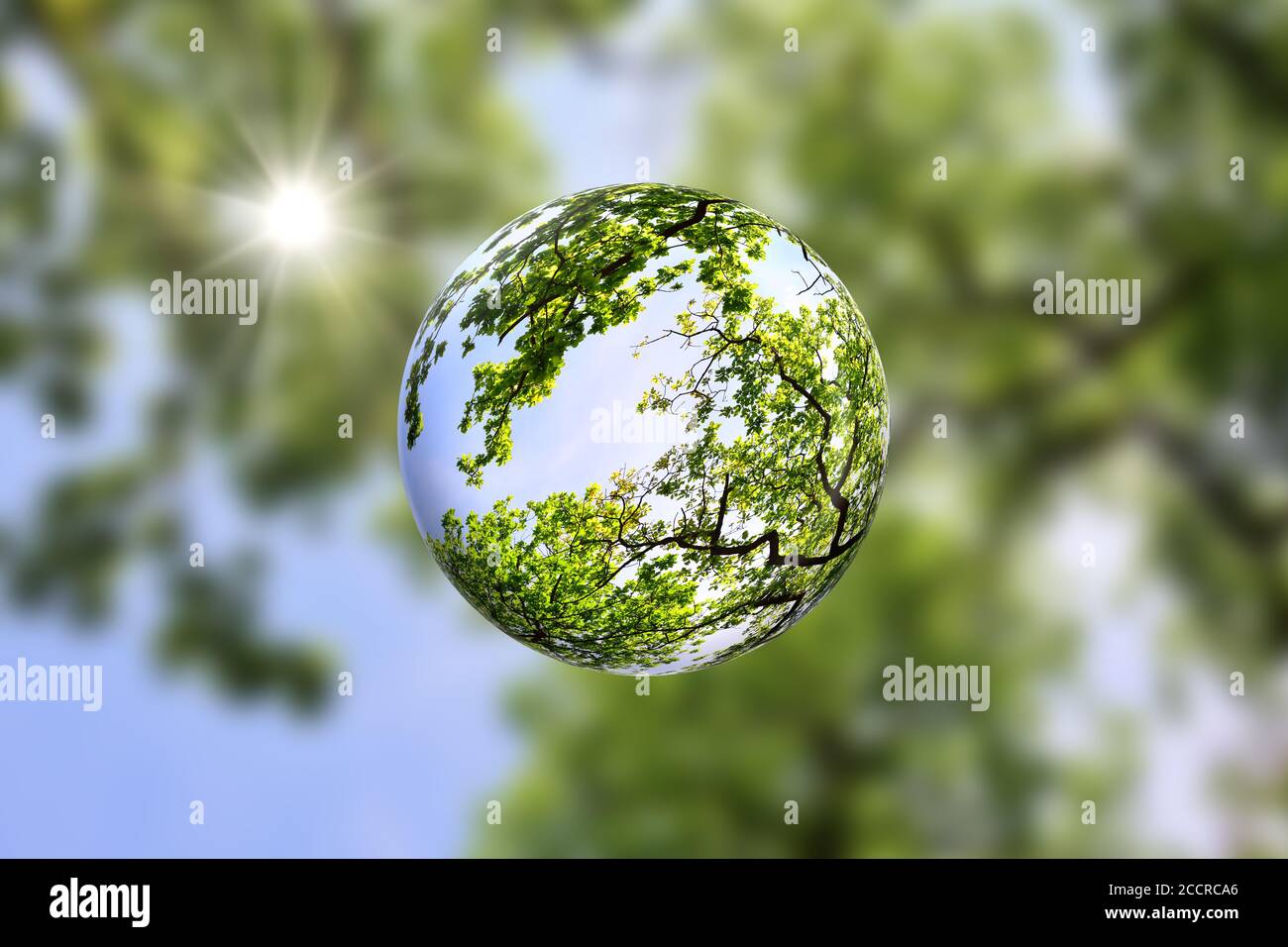 Dosel de árboles dentro de una bola de cristal con el sol brillando a través del follaje verde. Verde, pro concepto de la naturaleza con espacio de copia. Foto de stock