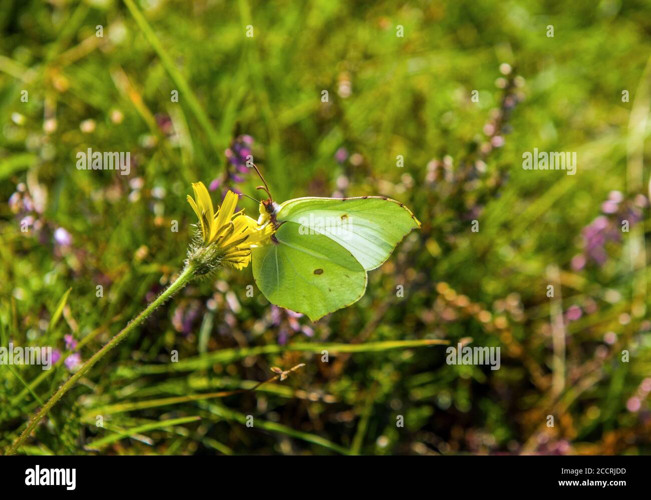 Mariposa verde de piedras de Brimstone en una flor amarilla en la cicatriz Scout en el Distrito de los Lagos en agosto, en un día cálido, brillante y soleado. Foto de stock