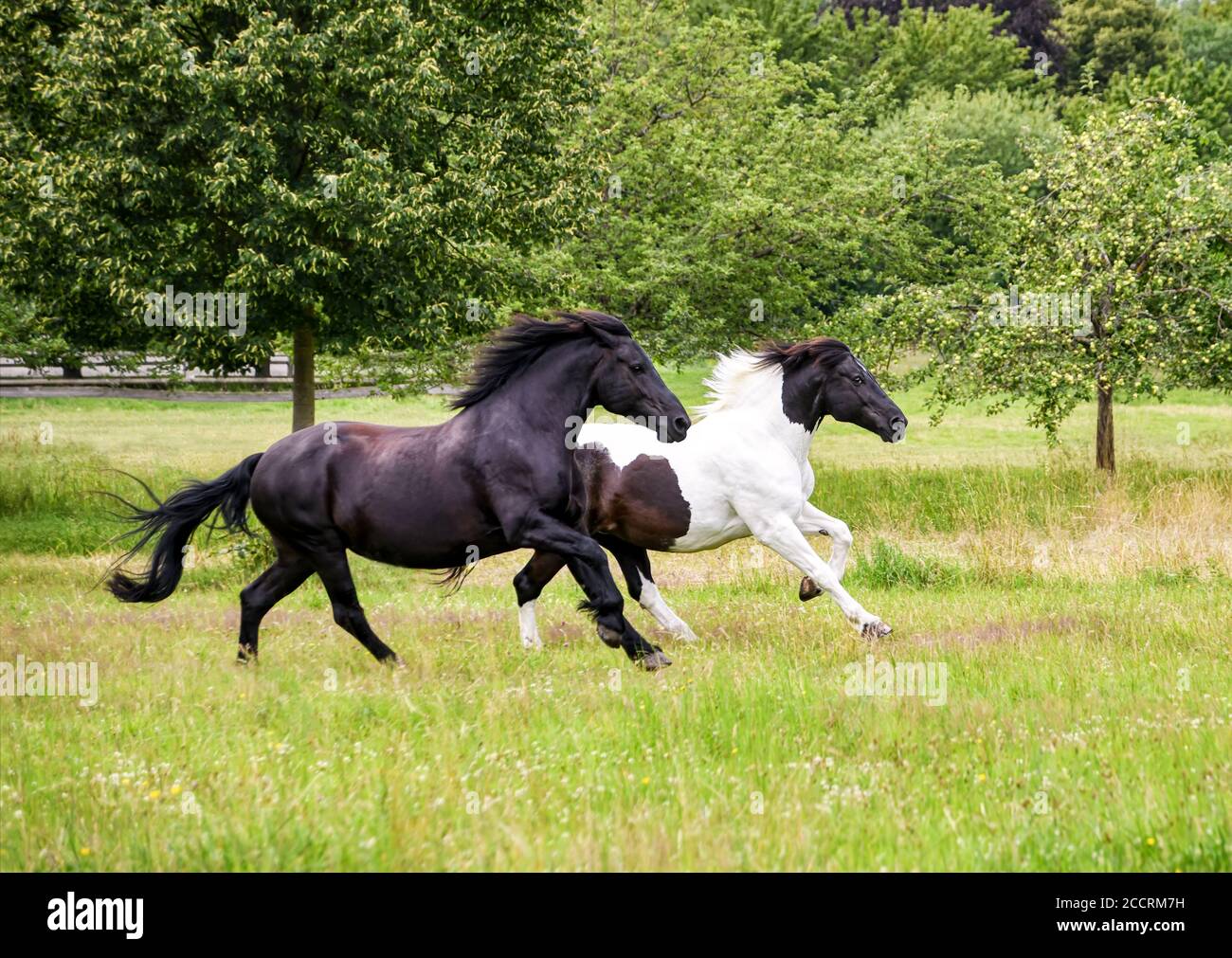 Dos caballos femeninos, de tipo barroco warmblood caballo, blanco pinto negro y negro y blanco tobiano estampado, corren en un gallop lleno en un verde meado de hierba Foto de stock