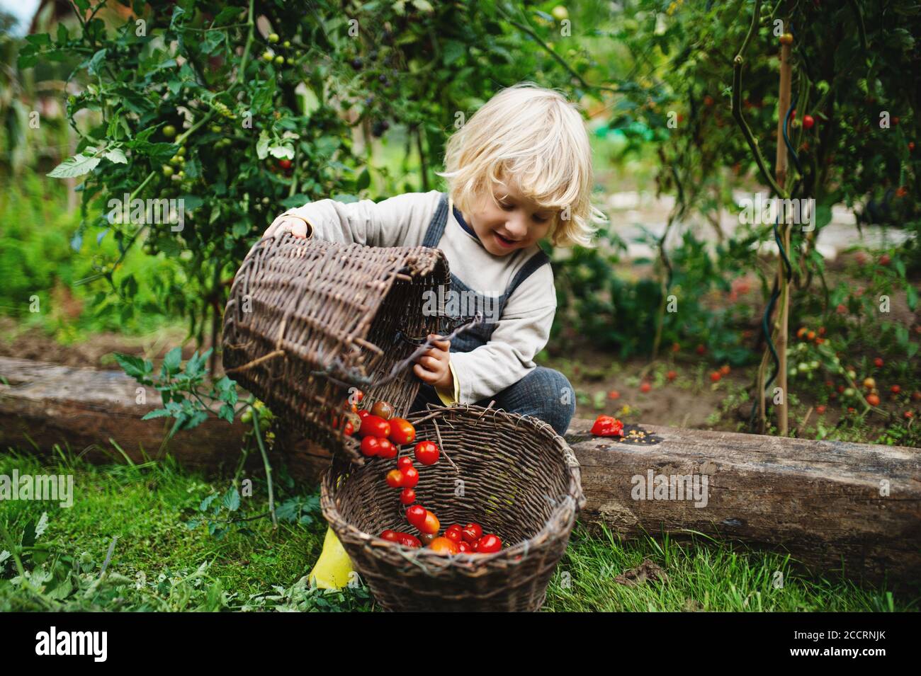 Niño pequeño recogiendo tomates cherry al aire libre en el jardín, concepto de estilo de vida sostenible. Foto de stock