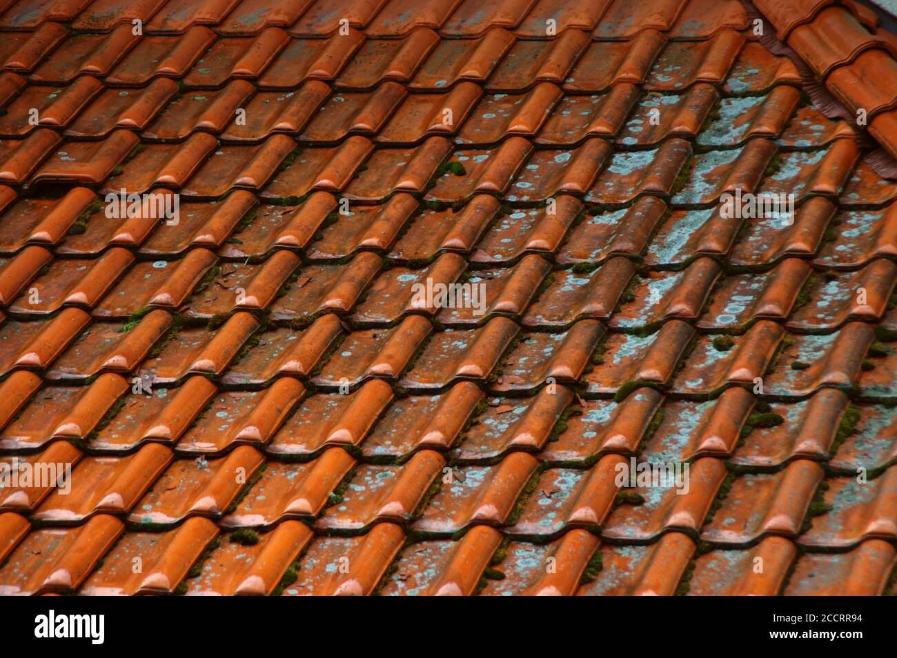 Azulejos mojados en el techo. Rojo cubrir la casa durante la lluvia. Foto de stock