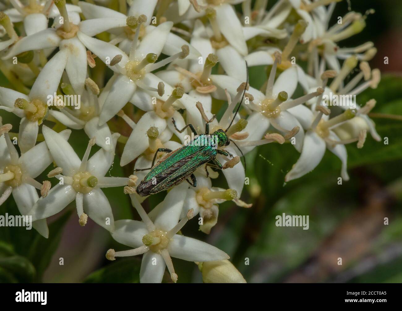 Escarabajo hembra, Oedemera nobilis, alimentándose con flores de madera de gallo, abajo. Hormigas. Foto de stock