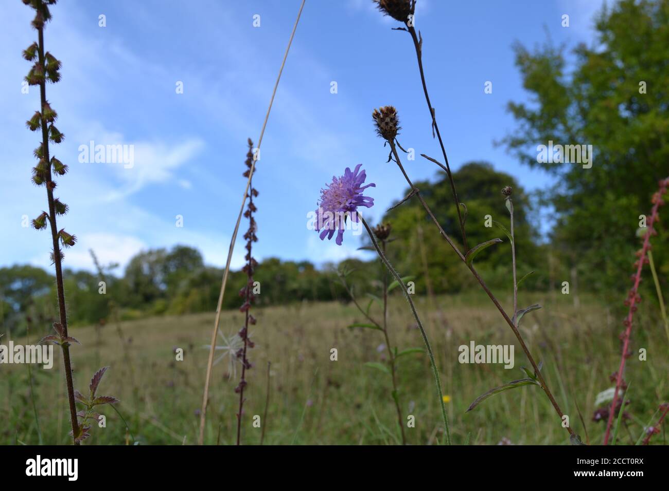 Flores silvestres espantosas, una flor favorita de polinizadores, en el rewilded fondo de Magpie, Kent, cerca de Fackenden Down, Shoreham y Otford Foto de stock