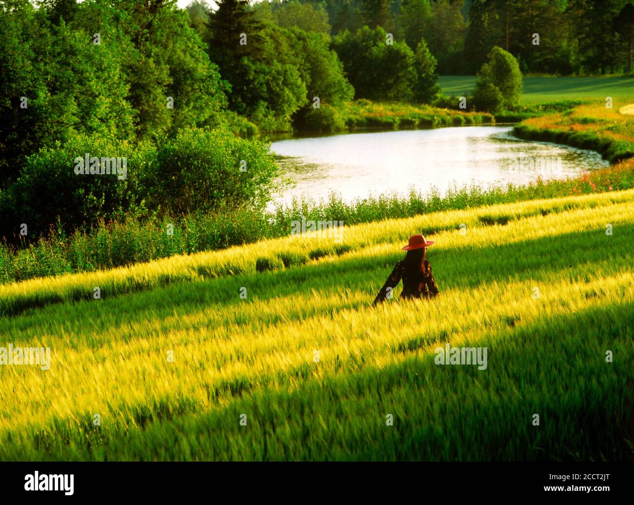 Mujer con rojo tenía y vestido caminando por el campo de trigo a lo largo del río en Finlandia. Foto de stock