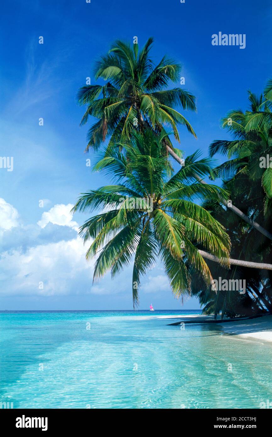 Serena costa de arena pura de la isla de Fihalhohi en las Maldivas Foto de stock