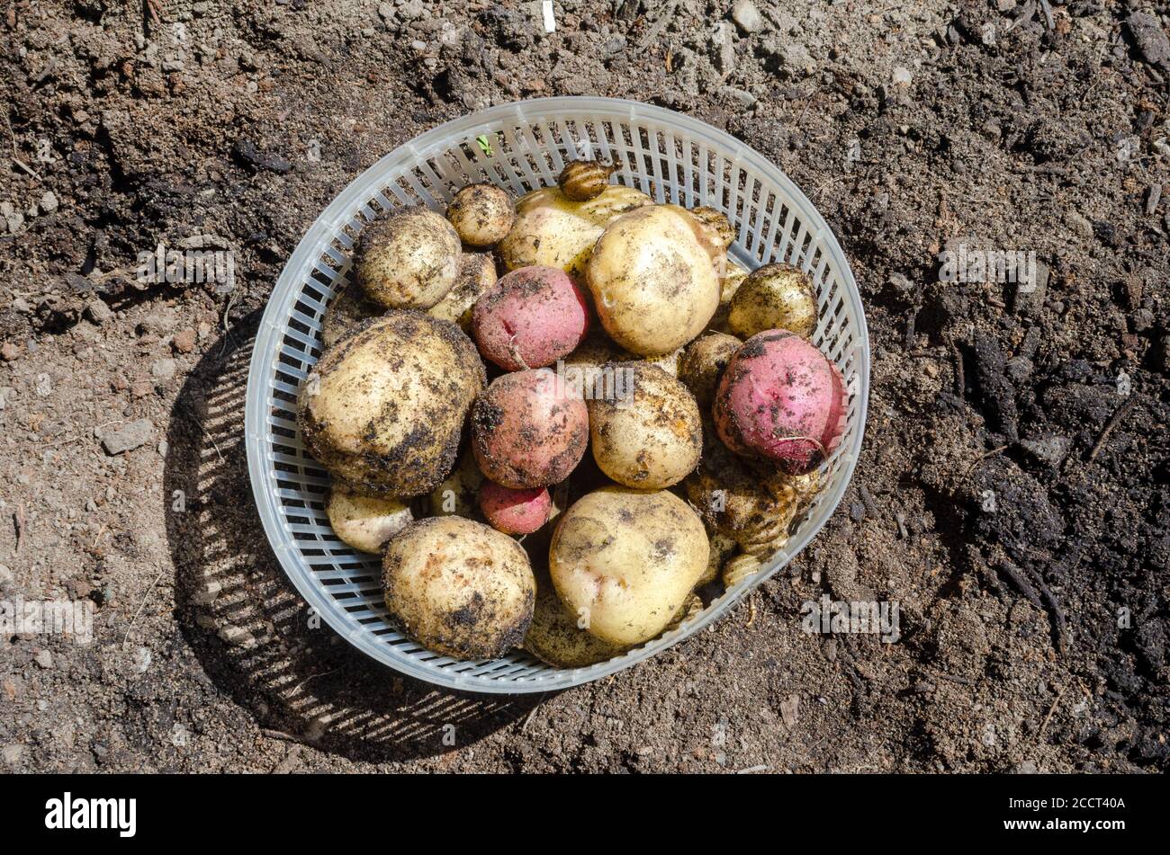 Cesta de recién excavada blanco Kennebec y patatas Pontiac rojas en cesta en el jardín Foto de stock