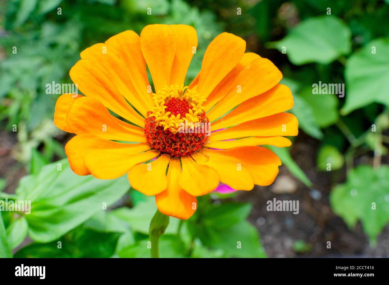 Macro primer plano de una naranja Zinnia elegans en flor el jardín Foto de stock