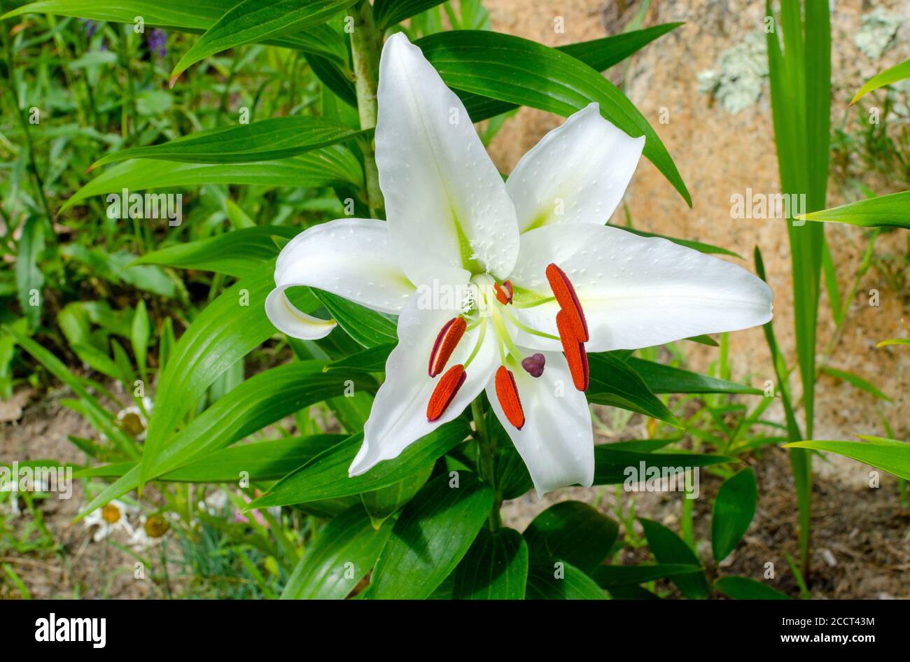 Hermoso blanco Casablanca Lily, Lilium oriental Casa Blanca, en flor de
