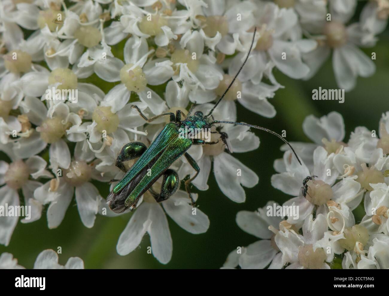 Escarabajo macho grueso, Oedemera nobilis, alimentándose de las flores de Hogweed. Foto de stock