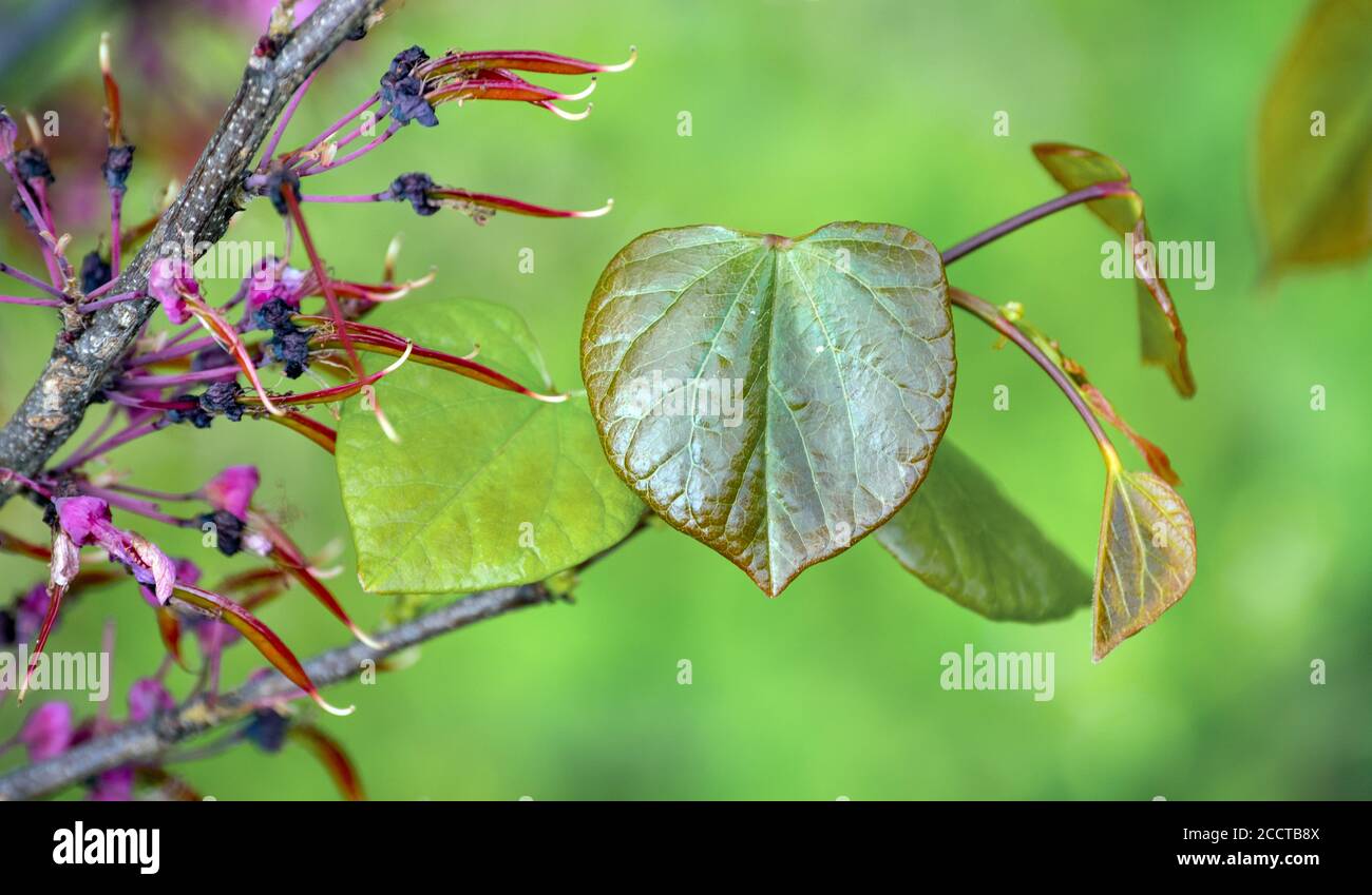 Bonita textura, brotes, y follaje contra un bonito fondo verde desenfocado con una única textura hoja en forma de corazón en un árbol de Redbud Oriental Foto de stock