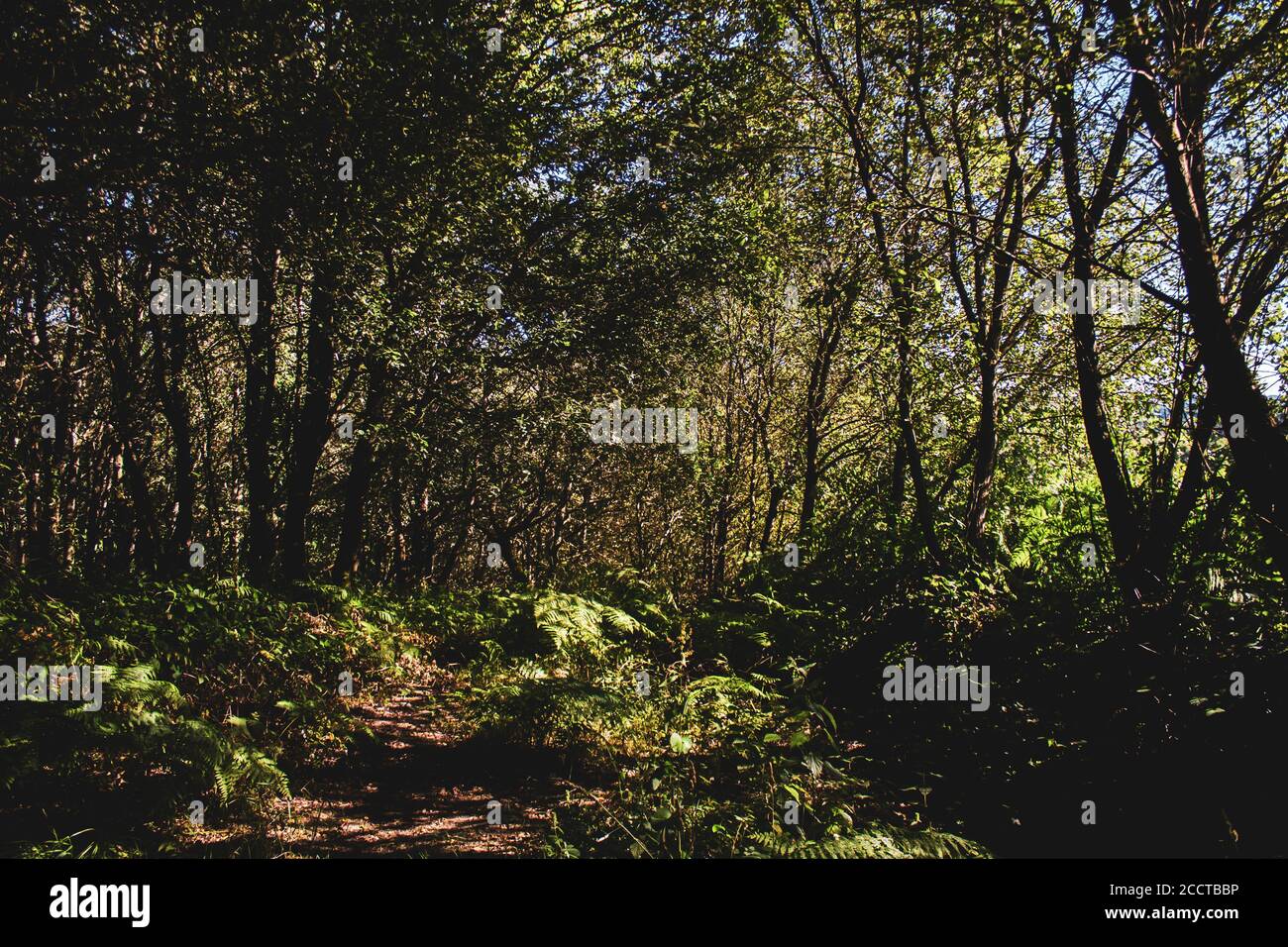foto paisaje bosque densamente poblado de árboles verdes Fotografía de  stock - Alamy