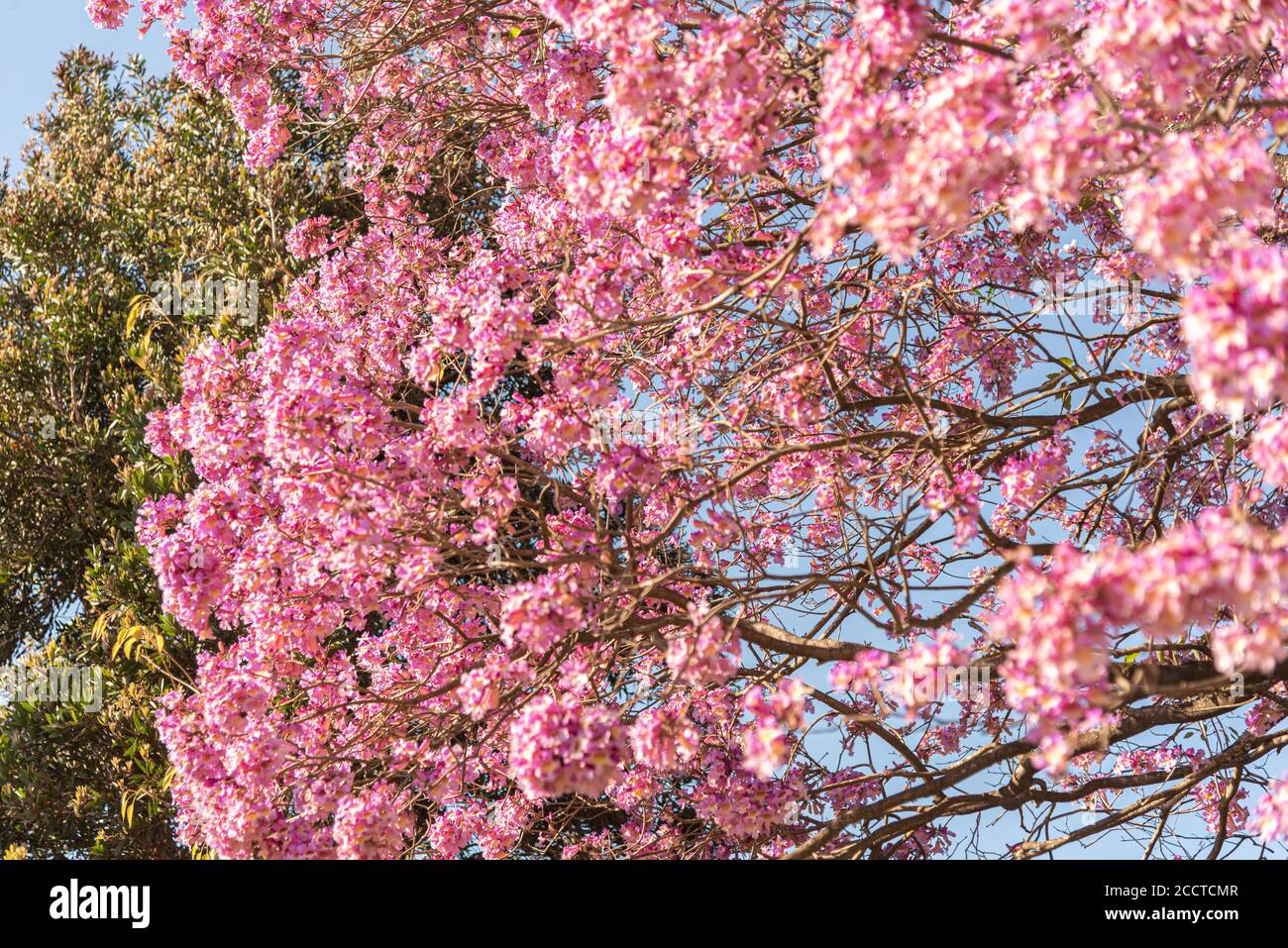 Flores del árbol de Ipê Rosa (Handroanthus heptachyllus). el ipe-rosa es un  árbol sudamericano. Árbol para paisajismo. Flora brasileña Fotografía de  stock - Alamy