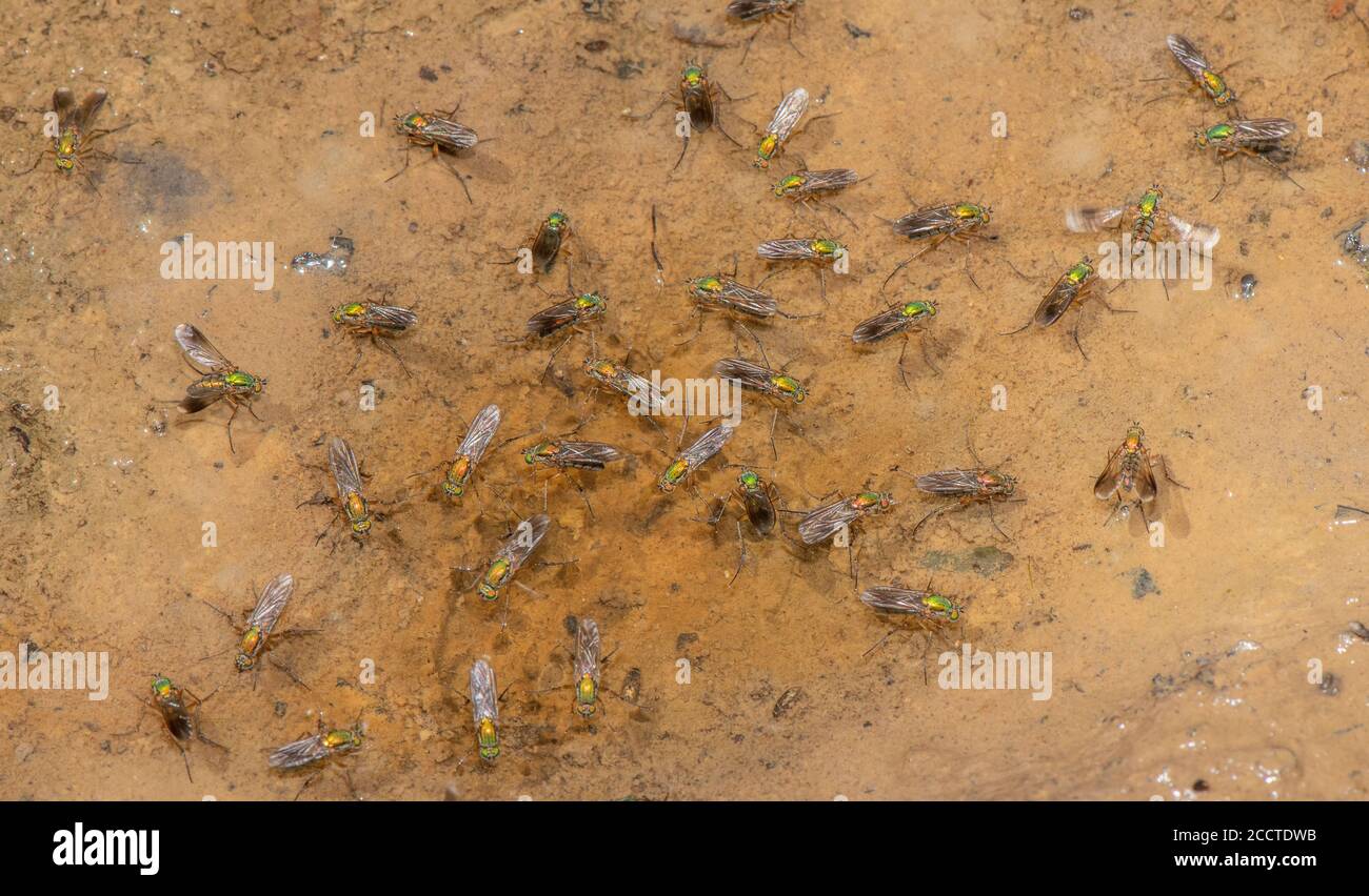 Moscas de semaforo, Poecilobothrus nobilitatus, en grupo de cortejación y cría en zona húmeda de barro, Alners Gorse, Dorset. Foto de stock