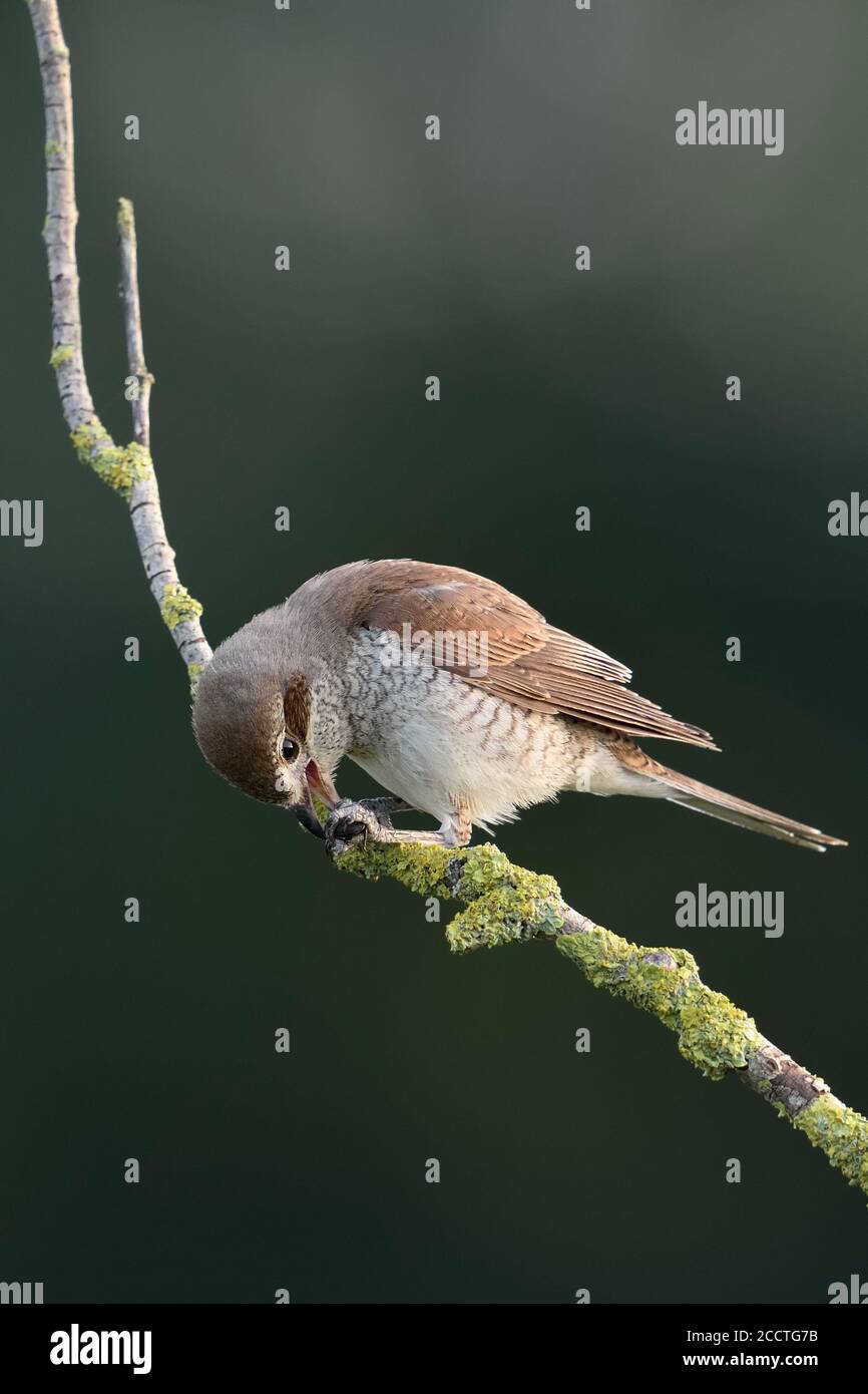 Shrike de respaldo rojo ( Lanius collurio ), hembra adulta, encaramado en una rama seca de edad, alimentándose de presa, oruga, vida silvestre, Europa. Foto de stock