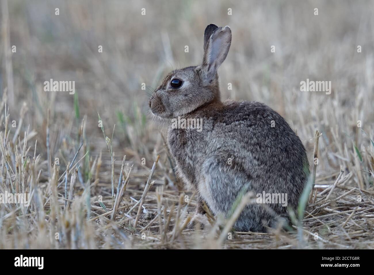 Conejo / Conejo Europeo ( Oryctolagus cuniculus ) sentado en un campo cosechado, observando, se ve lindo, campo de rastrojo, temprano en la mañana, la vida silvestre, Foto de stock