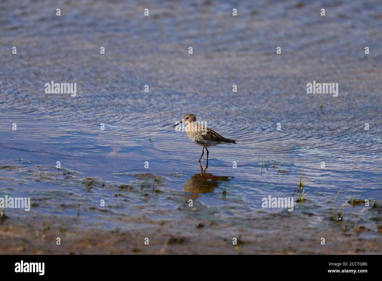 Dunlin juvenil Foto de stock