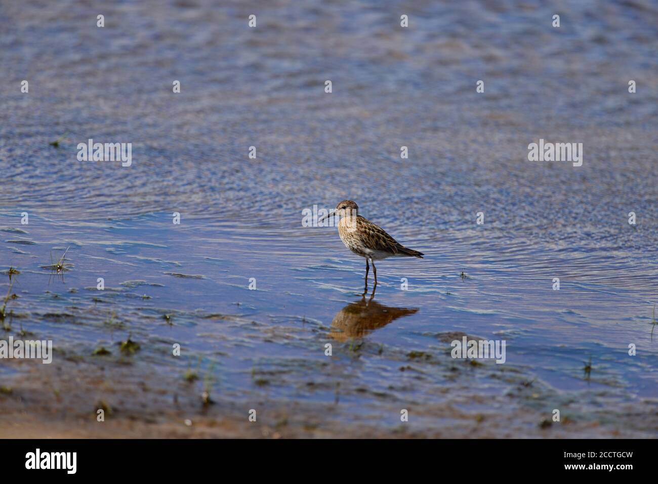 Dunlin juvenil Foto de stock