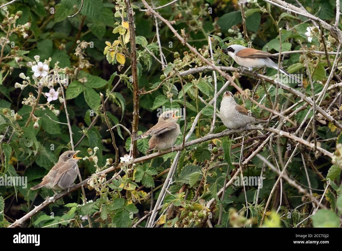 Shrike de respaldo rojo ( Lanius collurio ), macho que pasa presa a hembra para la alimentación, mientras que polluelos jóvenes, juveniles mendigar para la alimentación, la fauna silvestre, Europa. Foto de stock