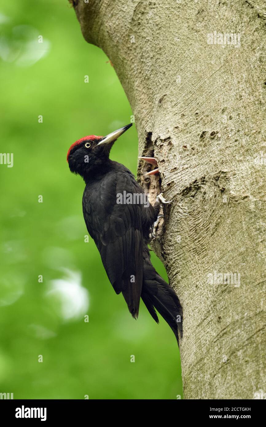Black Woodpecker ( Dryocopus martius ) alimentando sus polluelos, observando la seguridad, la vida silvestre, Europa. Foto de stock