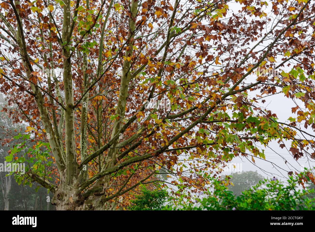 Arce (Platanus × hispanica). Amanecer con niebla. Naturaleza y flora. Árbol de hoja caduca grande, que puede alcanzar 35 o 40 metros, con el tronco generalmente s Foto de stock