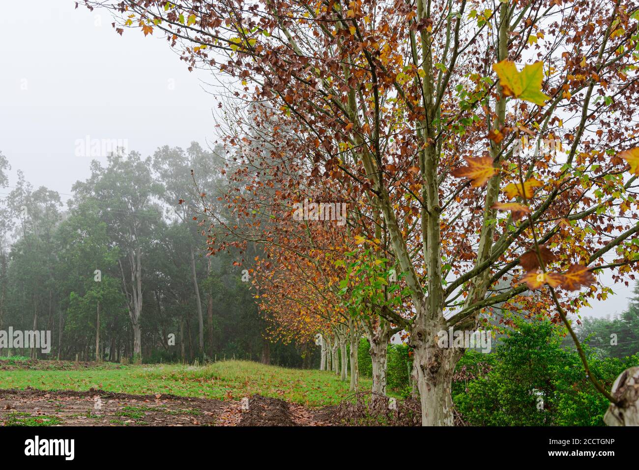 Arce (Platanus × hispanica). Amanecer con niebla. Naturaleza y flora. Árbol de hoja caduca grande, que puede alcanzar 35 o 40 metros, con el tronco generalmente s Foto de stock