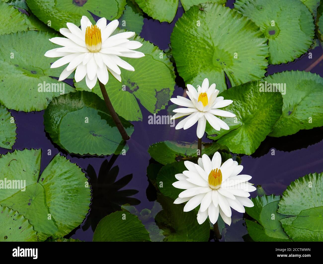 Lirios de agua creciendo en un estanque con flores blancas y completamente  abiertas, Condado de Alachua, Florida,  Fotografía de stock - Alamy