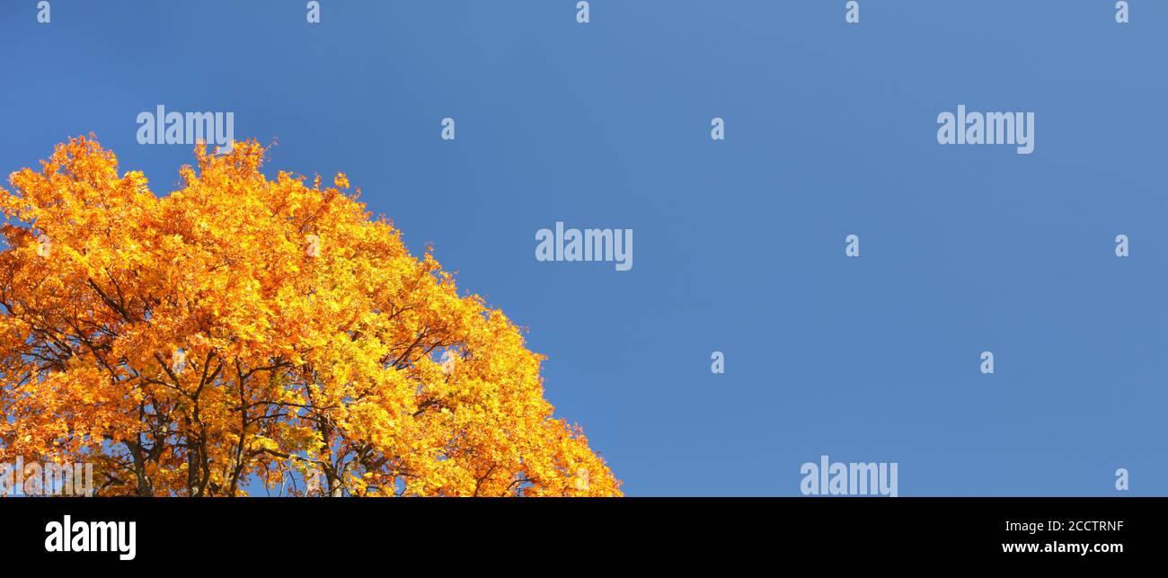 Hojas de otoño amarillo anaranjado brillante en la parte superior del árbol contra el cielo azul claro. Banner ancho con espacio para texto en el lado derecho. Foto de stock