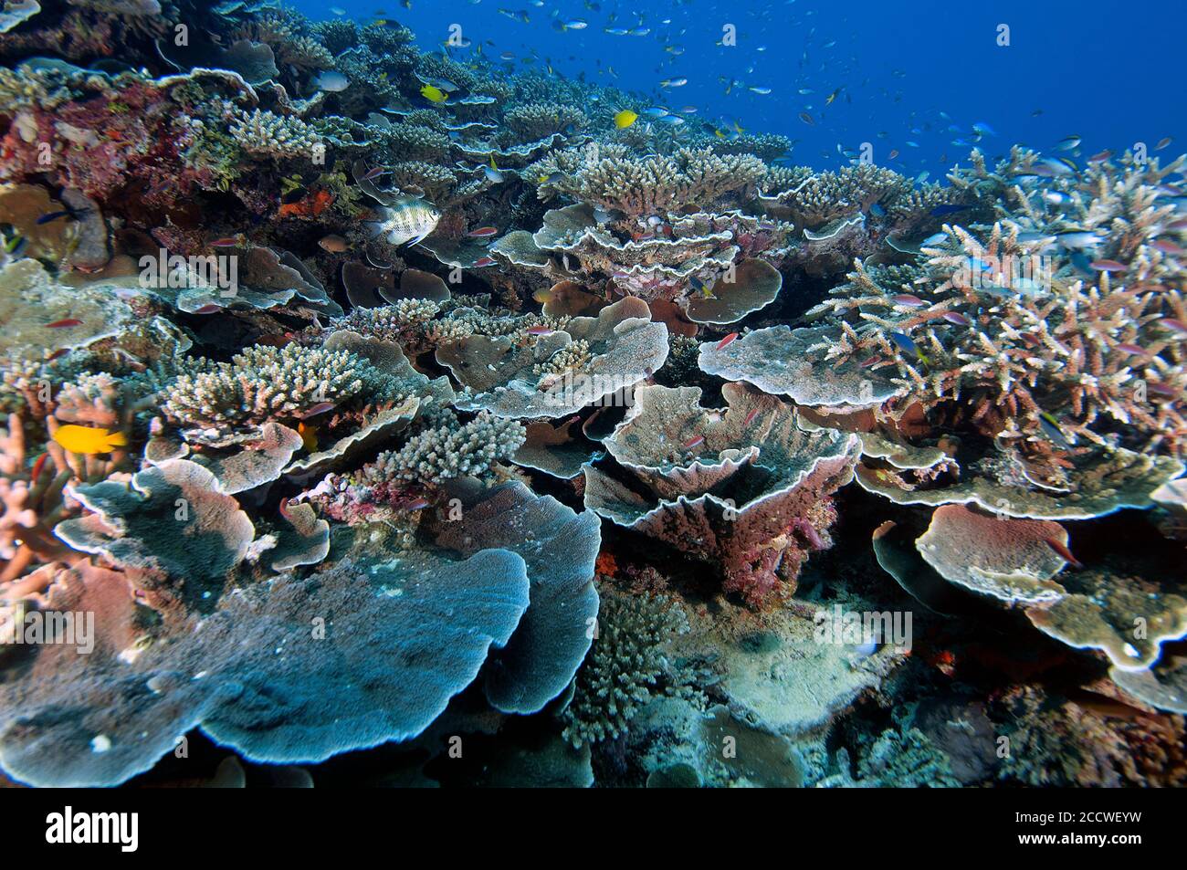 Biodiversidad en un arrecife de coral saludable, Isla Heron, Gran Barrera de Coral, Australia Foto de stock