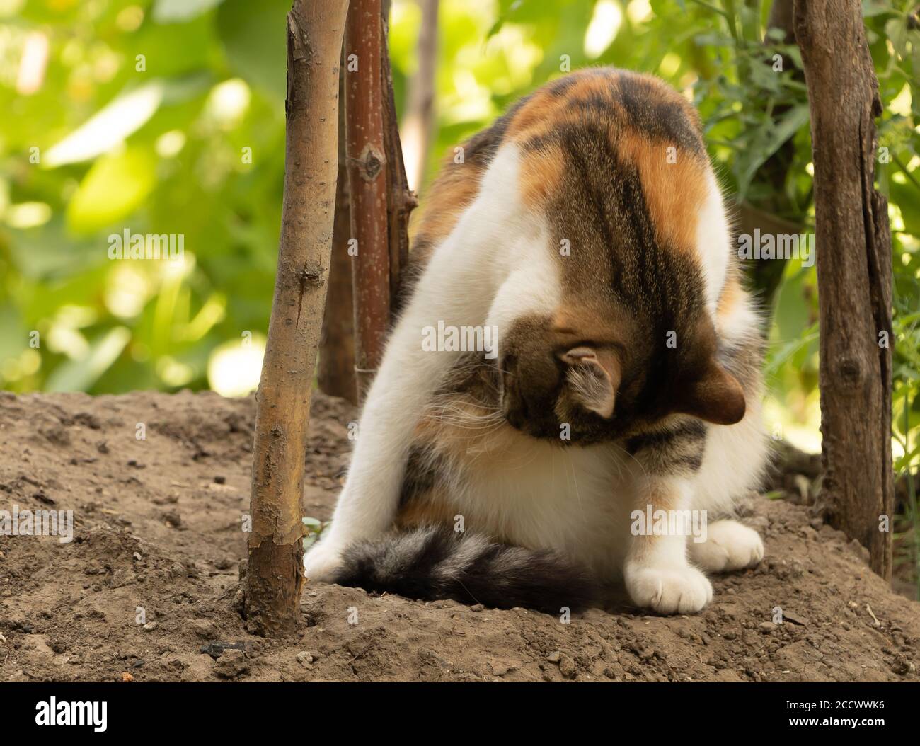 Retrato de una hermosa gato limpiándose ella misma Foto de stock