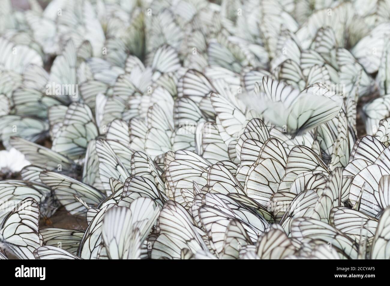 Grandes cantidades de Blanco de velo Negro (Aporia crataegi) en un camino de tierra local en Kazajstán, Foto de stock