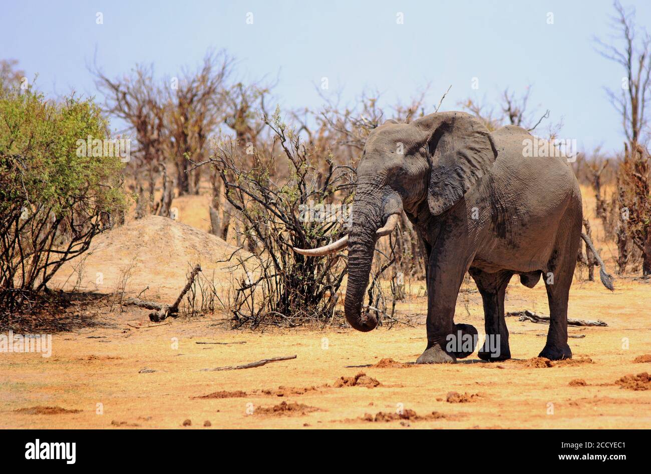 Elefante Toro Africano, caminando desde el monte hacia las llanuras secas y polvorientas en el Parque Nacional de Hwange, Zimbabwe Foto de stock