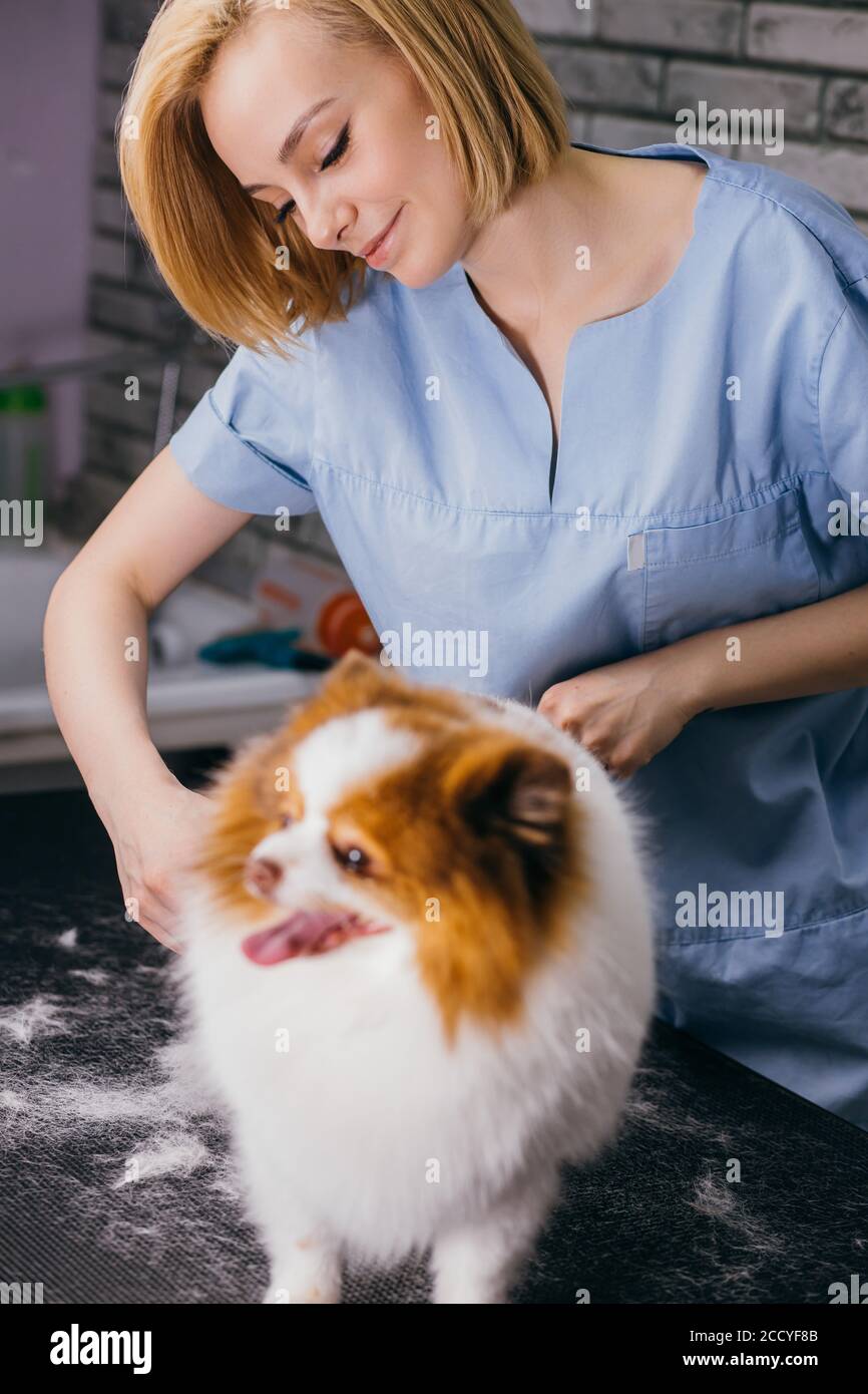 Mujer mascota groomer corte de pelo spitz perro en la mesa para arreglo  personal en salón de belleza para perros. Profesional groomer mango con  perro usando tijeras, belleza p Fotografía de stock -