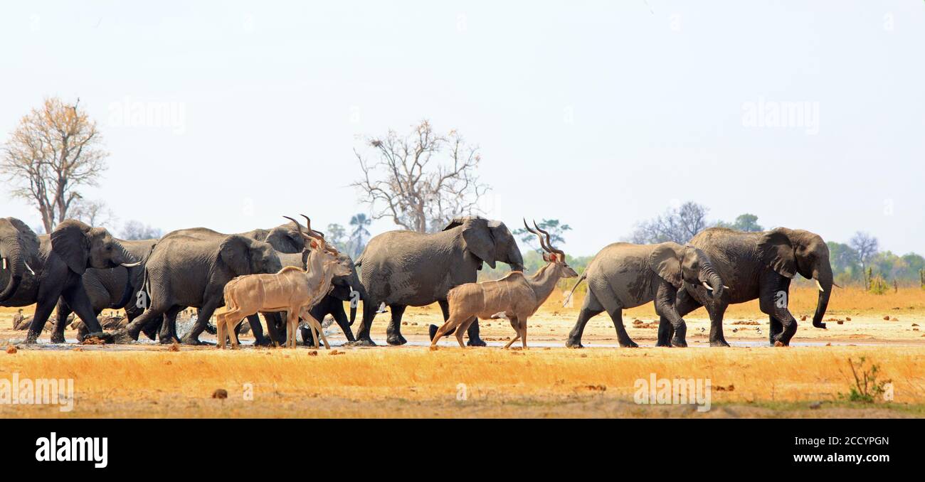 Pozo de agua Makololo con muchos animales congregándose para beber, incluyendo Kudu y elefantes - Hwange Natioanl Park, Zimbabwe Foto de stock