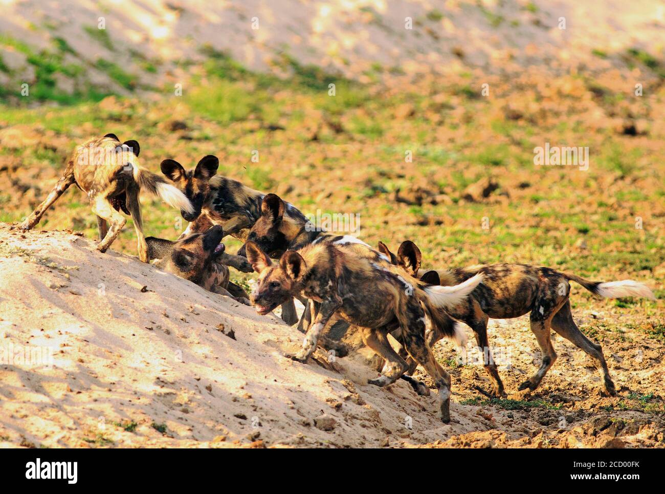 Perros de pelea mas poderosos fotografías e imágenes de alta resolución -  Alamy