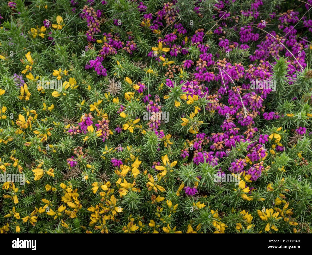 Erica cinerea, Bell heather, con gorgojo occidental, Ulex Gallii. North Devon Coast, Reino Unido. Foto de stock