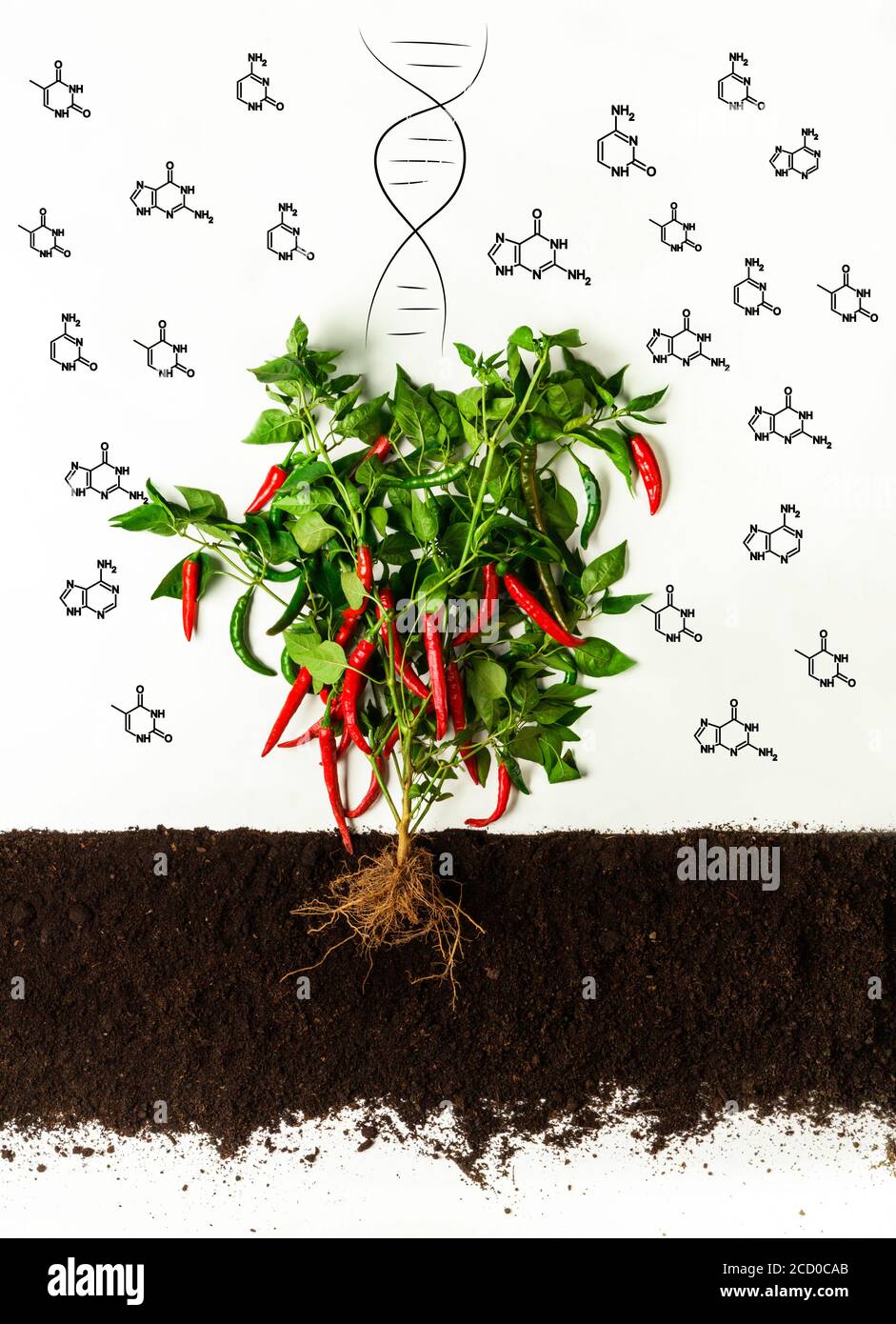 Productos genéticamente modificados. Arbusto de pimienta de Chile que crece en el suelo, moléculas químicas y hélice de ADN sobre fondo blanco Foto de stock